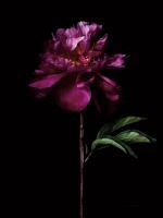 Peony Portrait #58067 Peony Portrait #58067