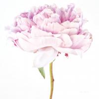 Single Pink Peony #58069