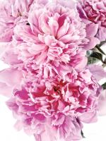 Pink Peony Cluster #58071