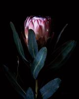Protea Dark #58072 Protea Dark #58072