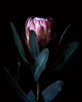 Protea Dark #58072