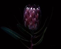 Protea Dark #58073