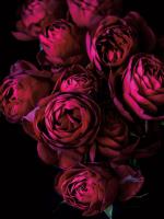 Cabbage Roses #58074 Cabbage Roses #58074