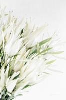Leucadendron #58132 Leucadendron #58132