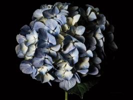 Pale Blue Hydrangea #58079