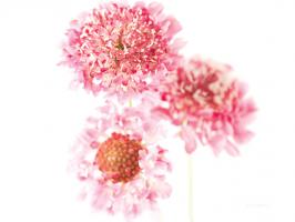 Pink Scabiosa Trio #58082