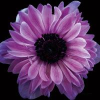 Purple Anemone Crop #58083