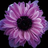 Purple Anemone Crop #58083 Purple Anemone Crop #58083