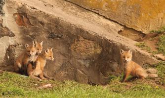 Fox Cubs I #58132 Fox Cubs I #58132