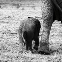 Mama and Baby Elephant II #58137 Mama and Baby Elephant II #58137