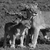 Lioness and Cubs #58139 Lioness and Cubs #58139