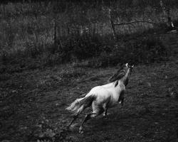 Running Horse #58139 Running Horse #58139