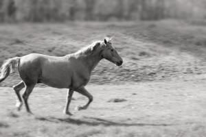 Pasture Run #58265 Pasture Run #58265