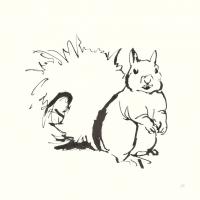 Line Squirrel #58330 Line Squirrel #58330