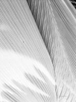 Leaf Abstract III #58863 Leaf Abstract III #58863