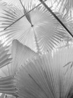 Leaf Abstract II #58864 Leaf Abstract II #58864