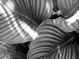 Leaf Abstract V #58867 Leaf Abstract V #58867