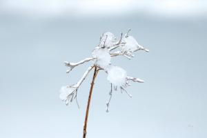Diamonds in Winter I #60537 Diamonds in Winter I #60537