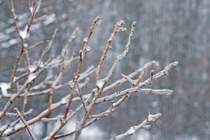 Glistening Branches I #60539