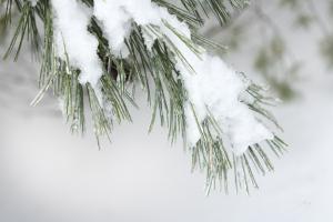 Snowy Bough #60541 Snowy Bough #60541
