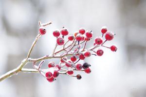 Winter Berries I #60542