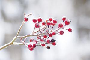 Winter Berries I #60542 Winter Berries I #60542