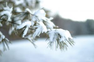 Frosted White Pine #60940