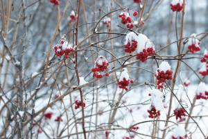 Berries in Winter #60941