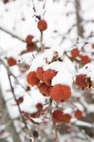 Snowcapped #60996 Snowcapped #60996