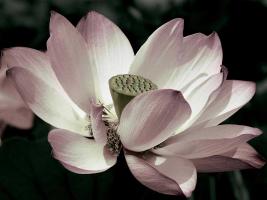 The Blossom #ANE5057 The Blossom #ANE5057