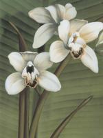Orchid with Palm I #AT4760