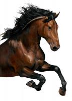 Brown Horse #98533 Brown Horse #98533