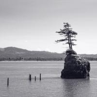 Trees on a Rock Island #89717