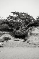 Beach Tree, Kalaloch #98169
