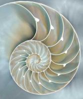 Nautilus in Blue II #CKL111754