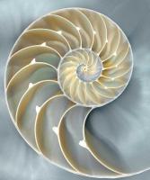 Nautilus in Blue I #CKL111755