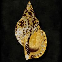 Golden Ocean Gems III #CKL112238 Golden Ocean Gems III #CKL112238