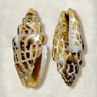 Golden Ocean Gems on Ivory I #CKL112802