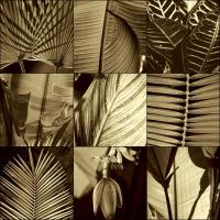 Tropical Leaves I #CKL4485