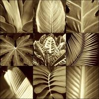 Tropical Leaves II #CKL4486