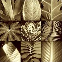 Tropical Leaves II #CKL4486 Tropical Leaves II #CKL4486