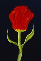 Red Tulip #75076