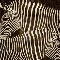 Zebras #DDS111231