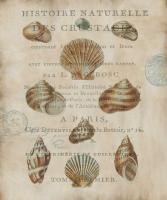 Shell Collection II #DDV7067 Shell Collection II #DDV7067