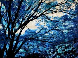 Blue Forest III #DST111767 Blue Forest III #DST111767