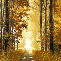 Sunlit Forest I #DST113311 Sunlit Forest I #DST113311