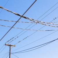 Birds on Wire #88383