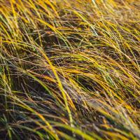 Grass Study 5 #86163 Grass Study 5 #86163