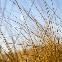 Grass Study 12 #86170 Grass Study 12 #86170