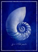 Nautilus Shell #87132